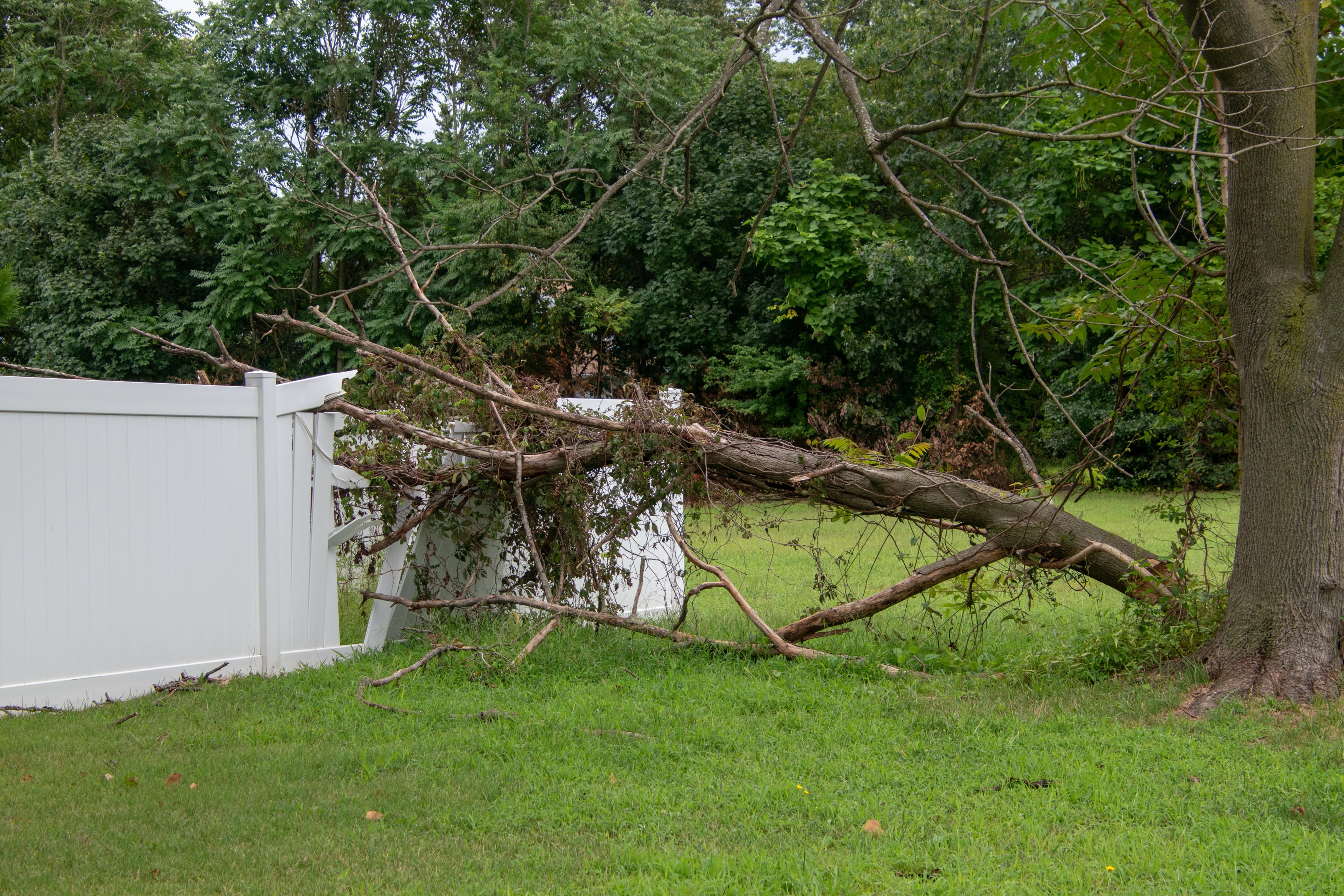 Tree Damage, Severe Weather, Storm Damage