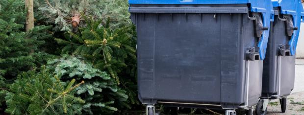 Christmas, Christmas Trees, Recycle, Recycling Bin
