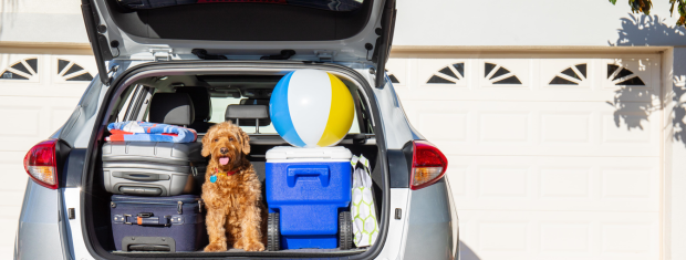 Road Trip, Packed Car, Dog, Beach Ball, Luggage