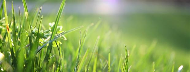 Grass, Sun, Outdoors