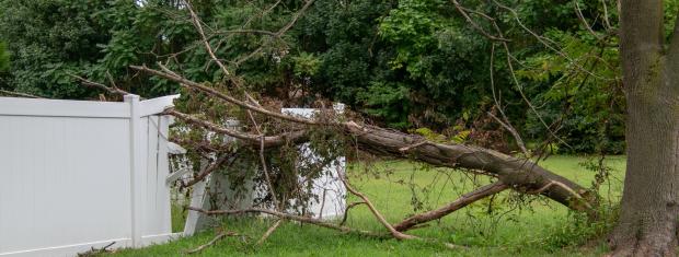 Tree Damage, Severe Weather, Storm Damage