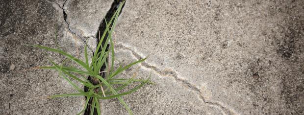 Driveway Crack, Crack, Cement Crack