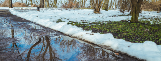 Melting Snow, Water, Trees