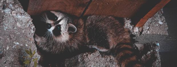 Raccoons, Hiding, Critters, Risk Prevention