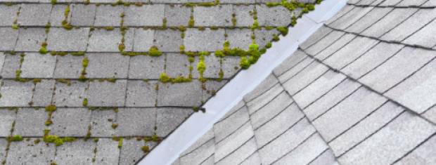 Roof, Algae Growth, Roof Shingles