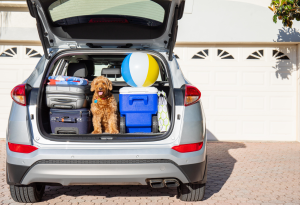 Road Trip, Packed Car, Dog, Beach Ball, Luggage