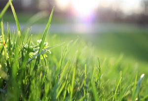 Grass, Sun, Outdoors