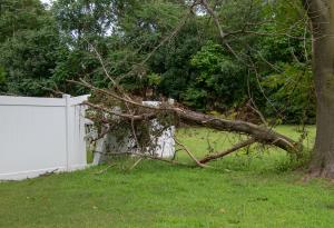 Tree Damage, Severe Weather, Storm Damage