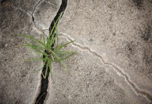 Driveway Crack, Crack, Cement Crack