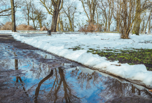 Melting Snow, Water, Trees