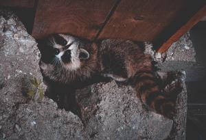 Raccoons, Hiding, Critters, Risk Prevention